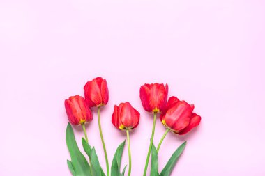 Kırmızı lale buketi pembe arka planda yatar Düz manzaralı Tatil kartı Mutlu moter günleri, 8 Mart, Sevgililer günü, Paskalya konsepti Boşluğu kopyala.