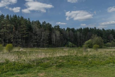 Belarus 'taki Resimli Nehir Adası. Bahar. Rakovsky bölgesi.