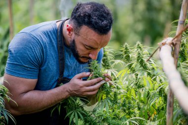Marihuana çiftçisi marihuana tomurcuklarını marihuana ürünleri üretmeden önce tedavi edici marihuana çiftliğinde test eder.