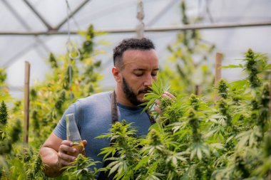 Marihuana çiftçisi marihuana tomurcuklarını marihuana ürünleri üretmeden önce tedavi edici marihuana çiftliğinde test eder.