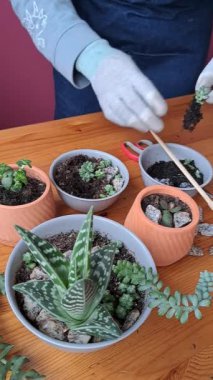  Succulents: özen, tarım. Crassula, Pachyphytum, Monantes, Sedum , Echeveria, Aloe. Bir kadın seramik kaplara çiçek eker.