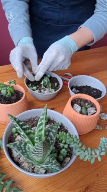 Bir kadın seramik kaplara çiçek eker. Succulents: özen, tarım. Crassula, Pachyphytum, Monantes, Sedum , Echeveria, Aloe