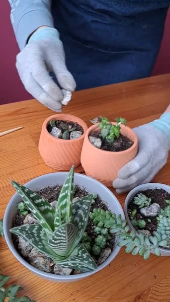 Succulents Care Cultivation Crassula Pachyphytum Monantes Sedum Echeveria Aloe Woman — Stock Video
