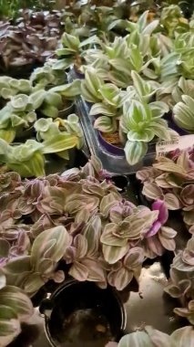 Tradescantia albiflora Tradescantia çiçekleri Tradescantia zebrina Tradescantia fluminensis