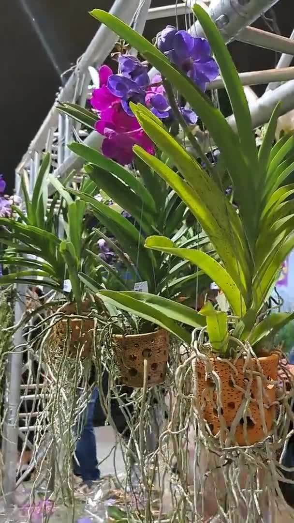 Orquídeas Festival Flores Exposição Plantas Exóticas — Vídeo de Stock
