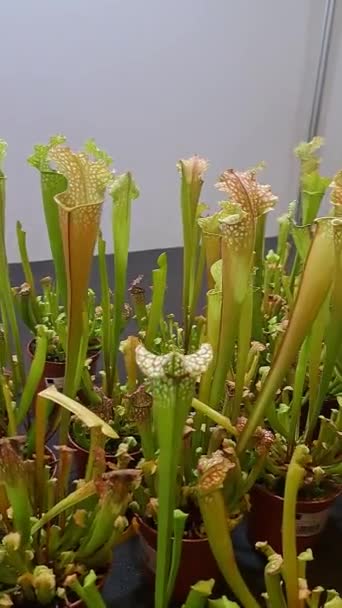 Selling Carnivorous Plants Festival Exotic Plants Exhibition Flowers — Stock Video