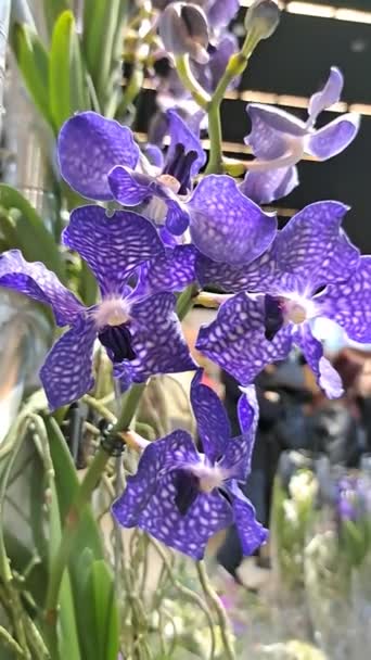 Orchids Festival Flowers Exhibition Exotic Plants — Stock Video