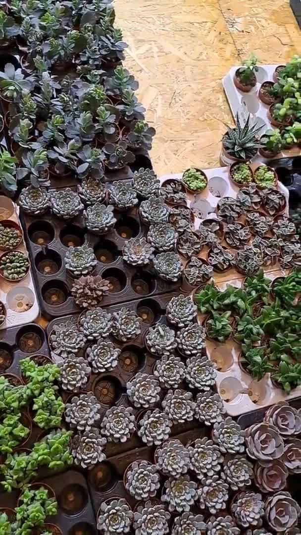 이국적인 식물의 Succulents 축제의 전시회 — 비디오
