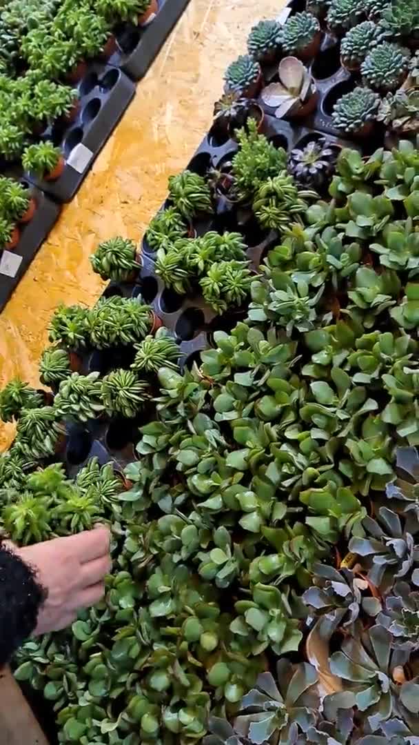 Szukkulensek Értékesítése Egzotikus Növények Fesztiválja Virágkiállítás — Stock videók