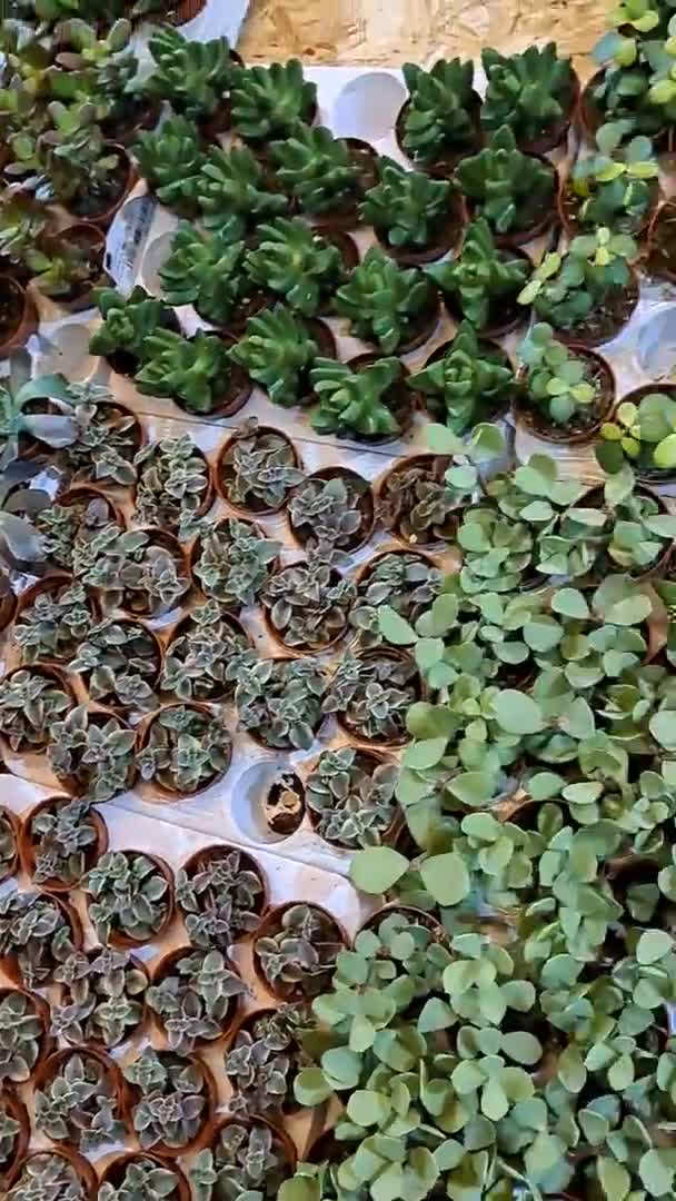 Venda Suculentas Festival Plantas Exóticas Exposição Flores — Vídeo de Stock