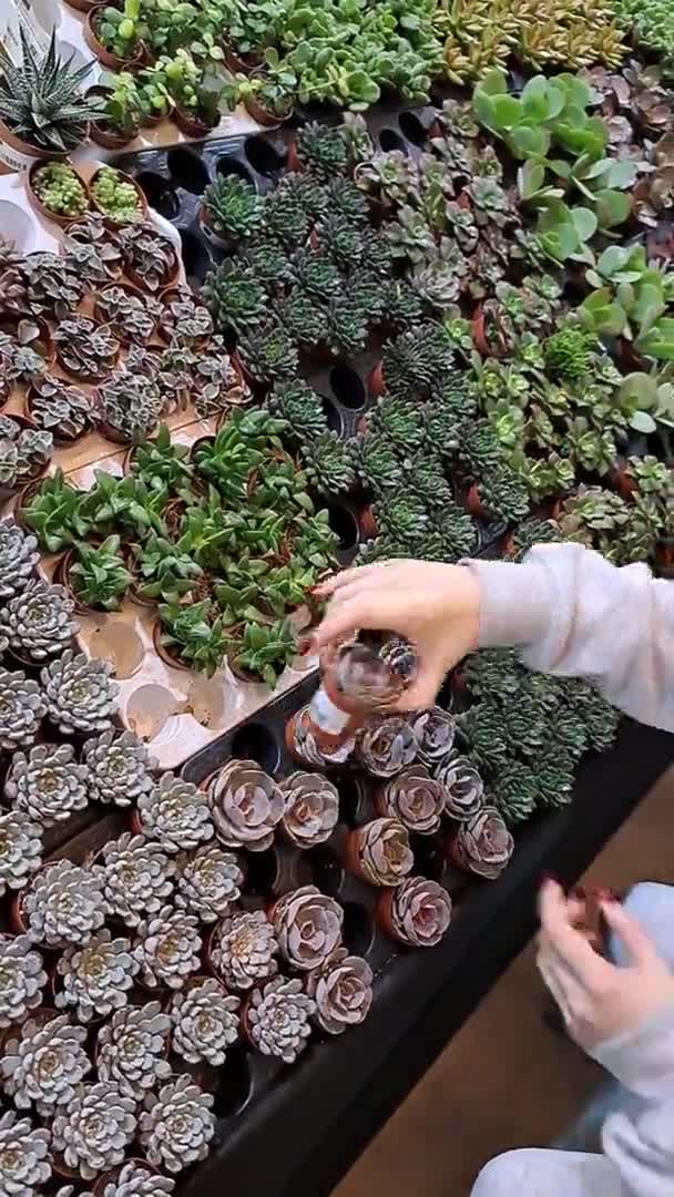 销售异国情调植物的肉制品节 花卉展览 — 图库视频影像