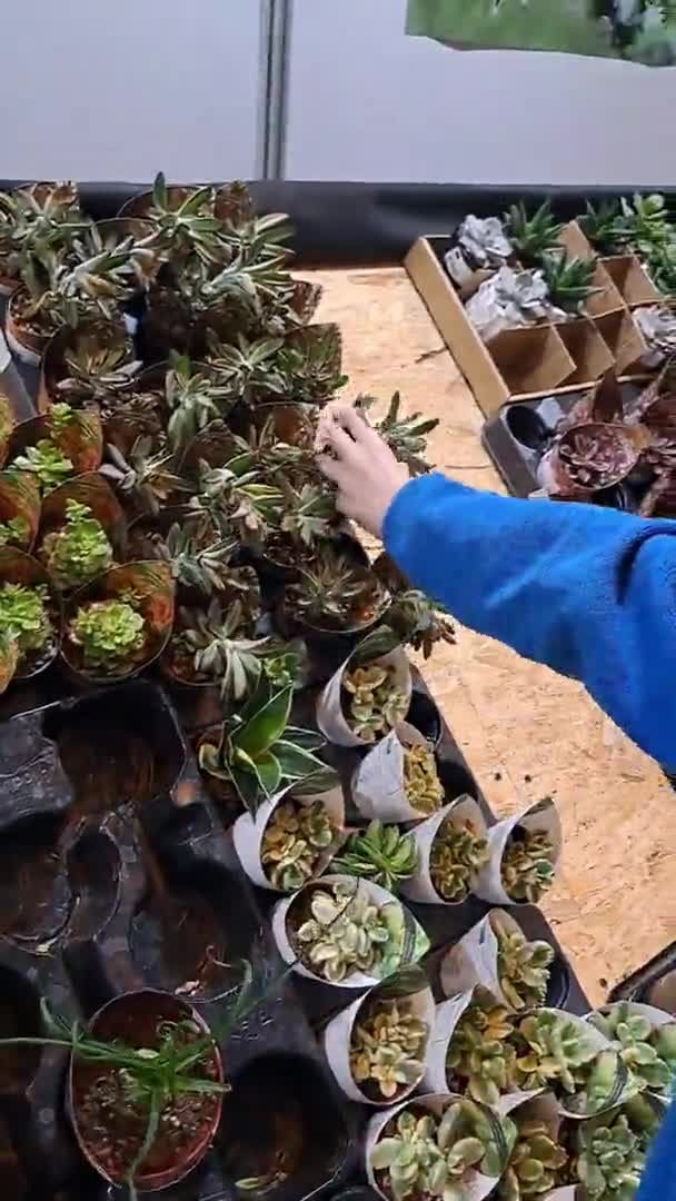 Venda Suculentas Festival Plantas Exóticas Exposição Flores — Vídeo de Stock