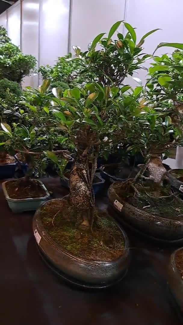 Japanse Bonsai Boom Bloeiende Bonsai Boom Een Zeldzame Vaste Plant — Stockvideo