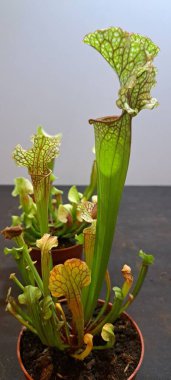Sarracenia etobur bir bitkidir