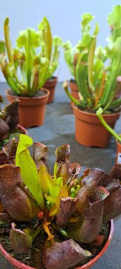 Sarracenia etobur bir bitkidir