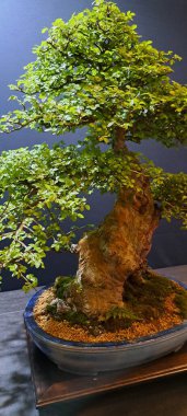 Japon bonsai ağacı, çiçek açan bonsai ağacı bitki festivalinde çok nadir bulunan bir bonsai ağacı.