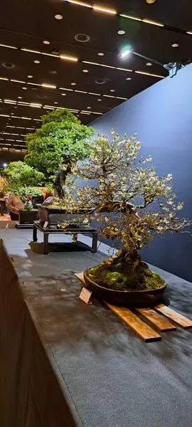 Japanese bonsai tree, Flowering bonsai tree A rare perennial bonsai at the plant festival