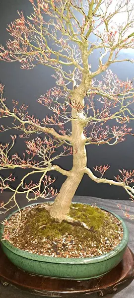 Japanese bonsai tree, Flowering bonsai tree A rare perennial bonsai at the plant festival