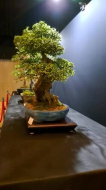 Japon bonsai ağacı, çiçek açan bonsai ağacı bitki festivalinde çok nadir bulunan bir bonsai ağacı.