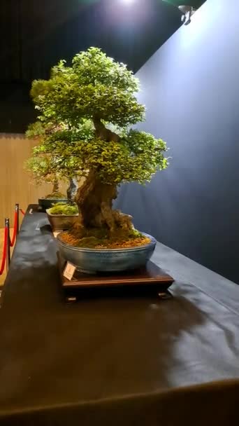 Японское Бонсай Дерево Цветущее Бонсай Дерево Редкий Многолетний Бонсай Фестивале — стоковое видео