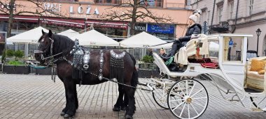 At arabalı atlar. Polonya 'da Krakow Meydanı 2024