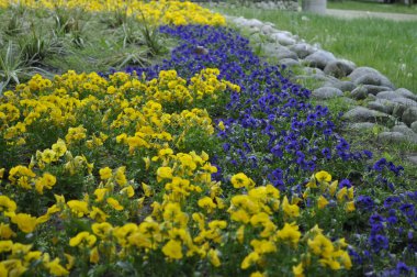 Güzel bir Peyzaj 'da Çiçekli Pansies Yatağı, Turuncu Menekşeler 