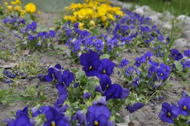 Picturesque Flower Bed of Pansies in a Beautiful Landscape,   Pansies 