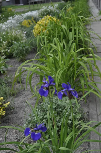 stock image Beautiful Purple Iris Flowers in Bloom