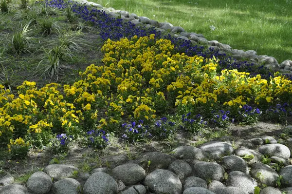 stock image Picturesque Flower Bed of Pansies in a Beautiful Landscape,  Orange Pansies 