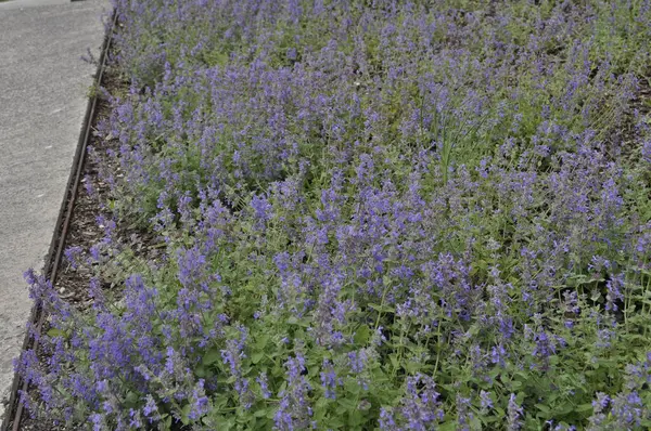 stock image Beautiful Salvia Flowers in a Garden Setting