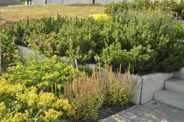 Resimli bir manzarada çeşitli bitki ve çiçeklerle güzel çiçek yatağı