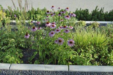  Ekinezya Çiçeği Açtı - Bitkisel Tıp ve Doğa