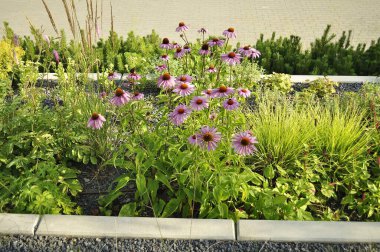  Ekinezya Çiçeği Açtı - Bitkisel Tıp ve Doğa