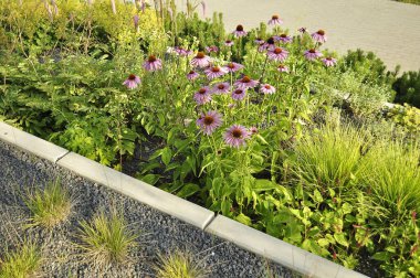  Ekinezya Çiçeği Açtı - Bitkisel Tıp ve Doğa