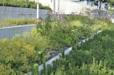  Ekinezya Çiçeği Açtı - Bitkisel Tıp ve Doğa