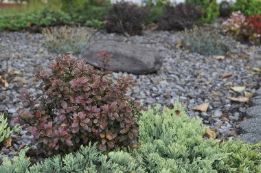Resimli bir manzarada çeşitli bitki ve çiçeklerle güzel çiçek yatağı