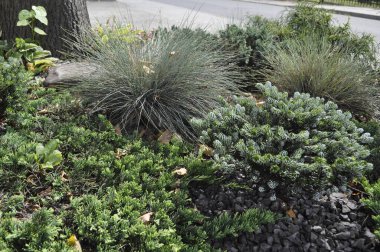 Resimli bir manzarada çeşitli bitki ve çiçeklerle güzel çiçek yatağı