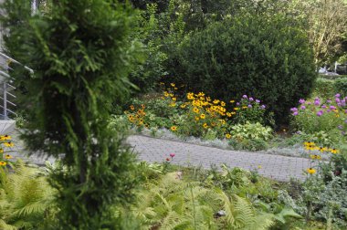 Sarı Rudbeckia Goldsturm ve Coneflower Daimi Bahçe Çiçeği