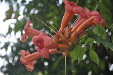 Vibrant Trumpet Vine in Bloom - Campsis Flowers on Garden Trellis clipart