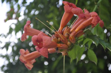 Canlı Trompet Sarmaşığı Çiçek Açtı Garden Trellis 'te Kampüs Çiçekleri