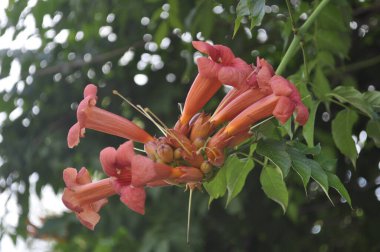 Canlı Trompet Sarmaşığı Çiçek Açtı Garden Trellis 'te Kampüs Çiçekleri