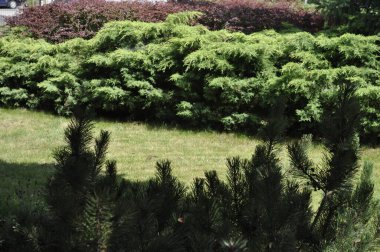 Bahçede çalılar ve arka planda ağaçlar olan yeşil çimenler. Bir yaz günü, şehir parkındaki bir bahçedeki ağaçlar Peyzaj Tasarımı için dekoratif Yeşil Bitkiler