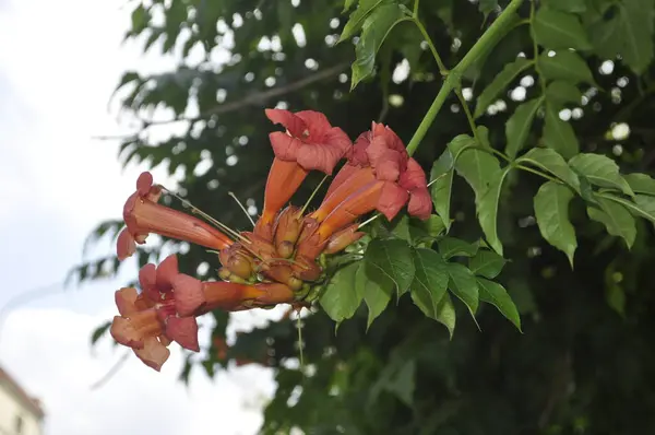 Stock image Vibrant Trumpet Vine in Bloom - Campsis Flowers on Garden Trellis