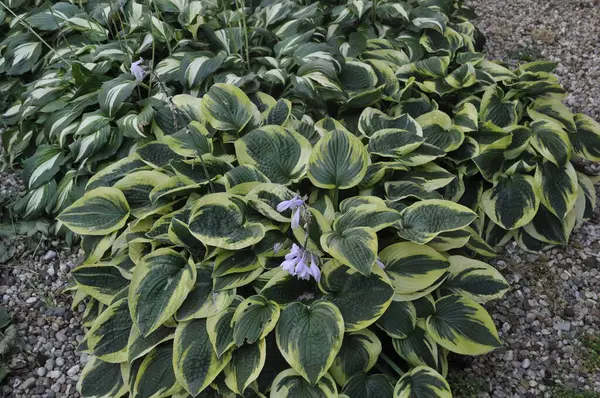 Stock image Hosta Plant in a Lush Garden Landscape with Mixed Greenery