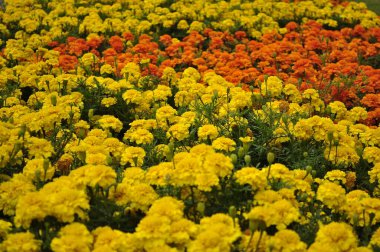 Altın ve Turuncu Marigold Renkli Kadife Çiçeği Patlaması