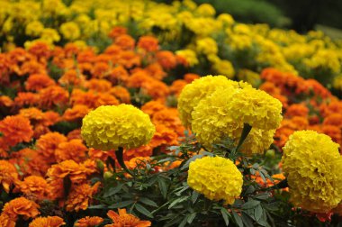 Altın ve Turuncu Marigold Renkli Kadife Çiçeği Patlaması