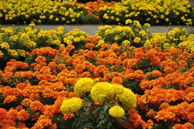 Altın ve Turuncu Marigold Renkli Kadife Çiçeği Patlaması