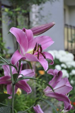 Pink Lily in Bloom - Elegant Flower in Garden Bed clipart