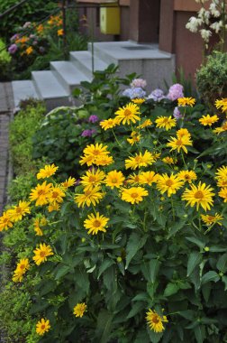 Yellow Rudbeckia Goldsturm and Coneflower - Perennial Garden Bloom clipart