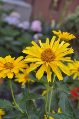 Yellow Rudbeckia Goldsturm and Coneflower - Perennial Garden Bloom clipart